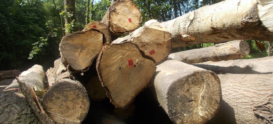 ZAGÓRZ24.PL: Przetarg ofertowy na sprzedaż drewna