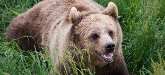 Nie żyje 60-latek poszukiwany przez ratowników GOPR, których zaatakował niedźwiedź (FILM, ZDJĘCIA)